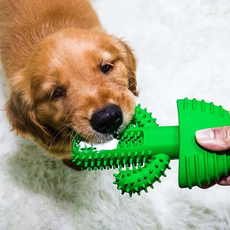 Pet Supplies