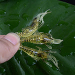 10 PCS 4cm Fishing Soft Bait Lures Popper Poper Baits, Artificial Shrimp, Luminous Shrimp, Pink Shrimp, Green Shrimp, Transparent Shrimp