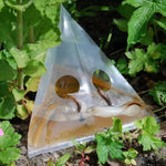 20pcs /Pack Snail Slug Trap Bag Garden Vegetable Plot Trap Transparent Plastic Bag